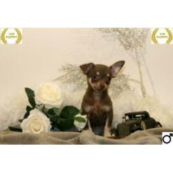 Mini Chihuahua pups