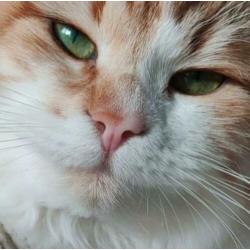 Siberische kittens met stamboom verwacht