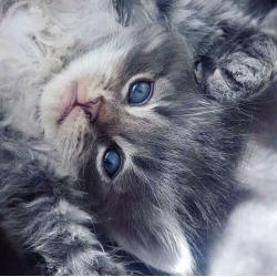 Siberische kittens met stamboom verwacht