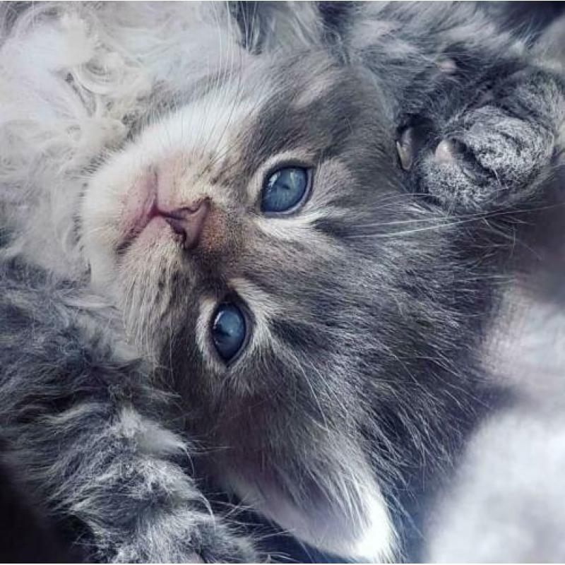 Siberische kittens met stamboom verwacht