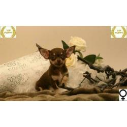 Mini Chihuahua pups