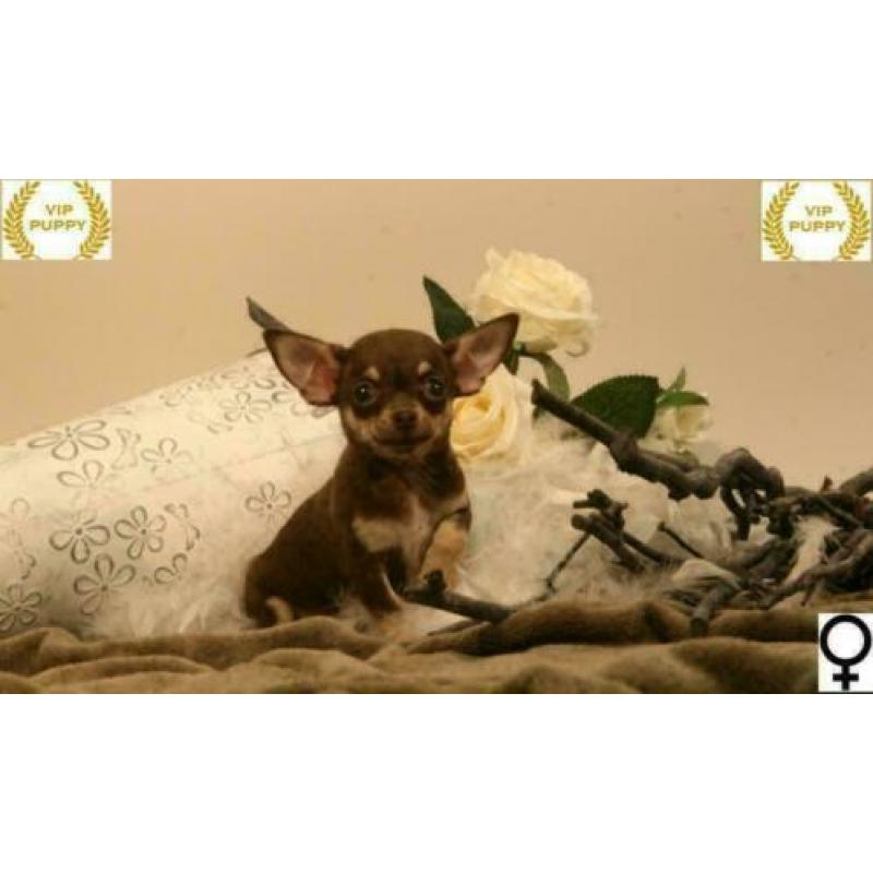 Mini Chihuahua pups