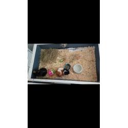 2 cavia's met nieuw compleet hok