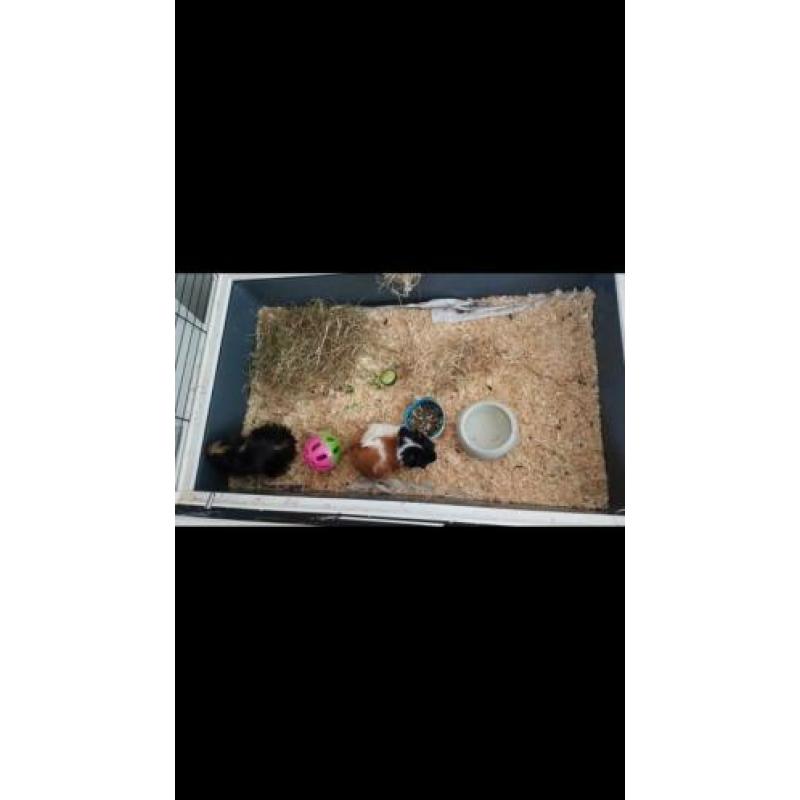 2 cavia's met nieuw compleet hok