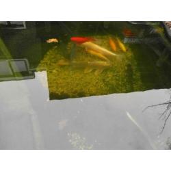 9 Vissen Koi Albino Graskarper Zeelt Goudvis Marmerkarper