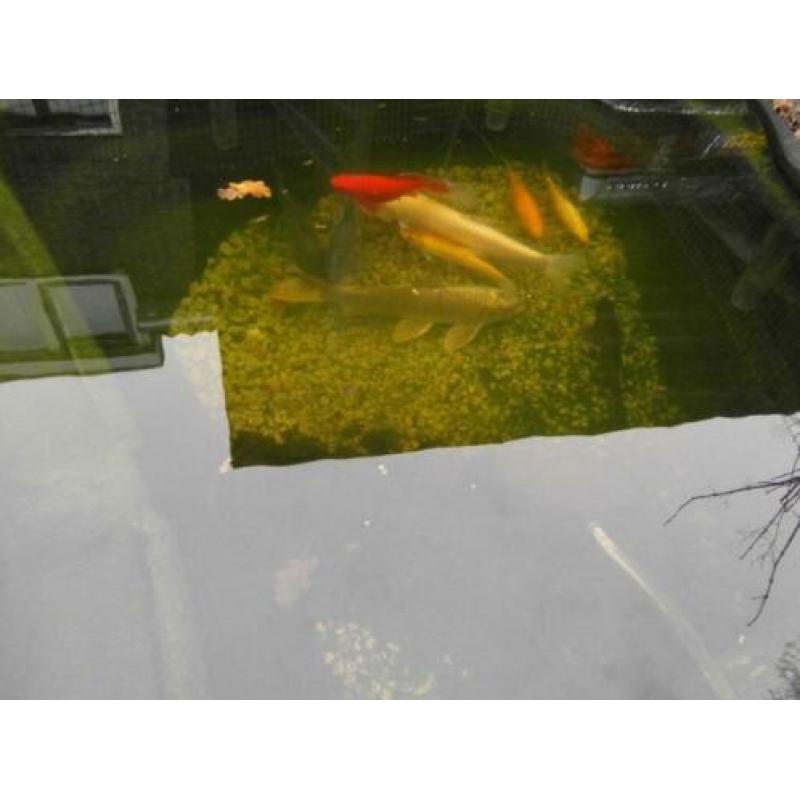 9 Vissen Koi Albino Graskarper Zeelt Goudvis Marmerkarper