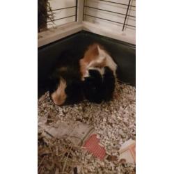 2 cavia's met nieuw compleet hok