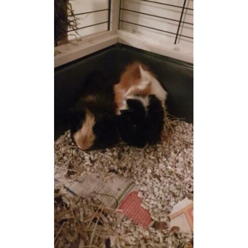 2 cavia's met nieuw compleet hok