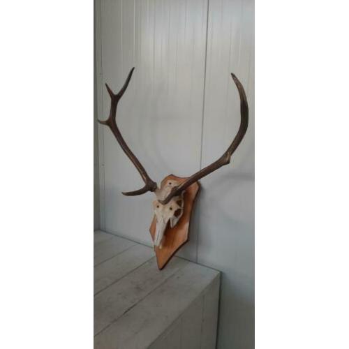 MPH 4010-29 Skull op een wandbord