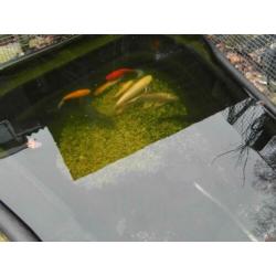 9 Vissen Koi Albino Graskarper Zeelt Goudvis Marmerkarper