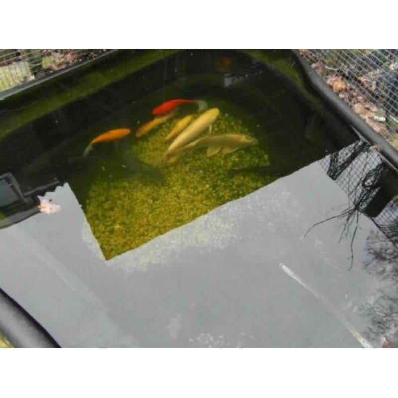 9 Vissen Koi Albino Graskarper Zeelt Goudvis Marmerkarper