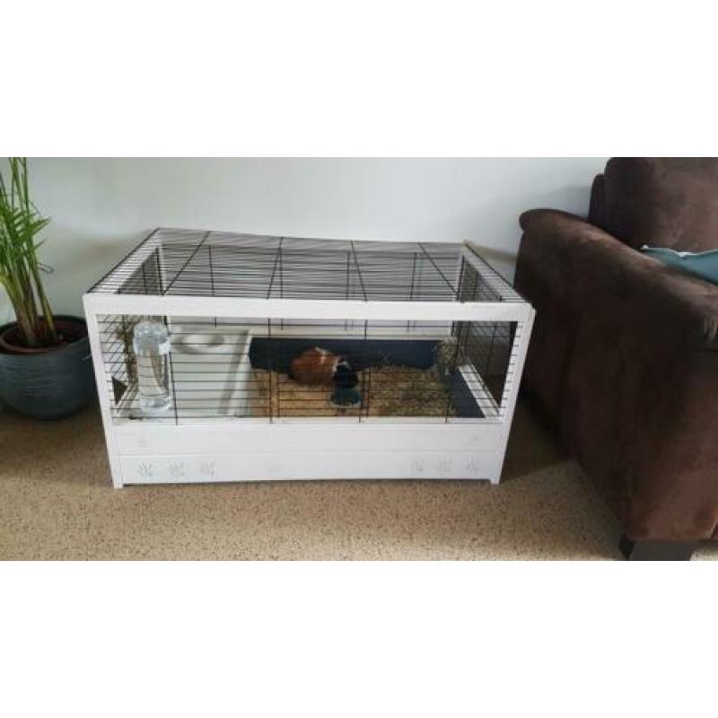2 cavia's met nieuw compleet hok