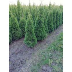 Thuja smaragd 150cm