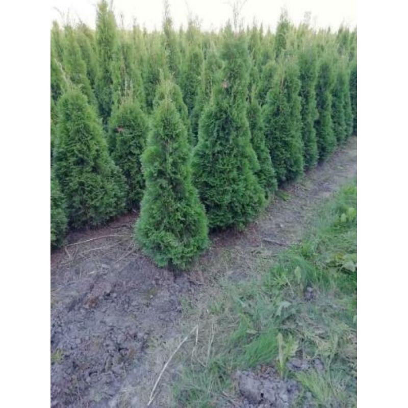 Thuja smaragd 150cm