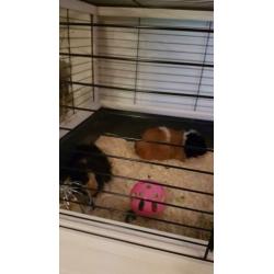 2 cavia's met nieuw compleet hok