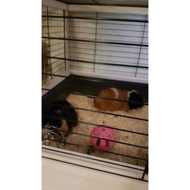 2 cavia's met nieuw compleet hok