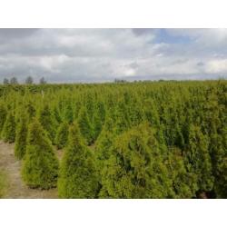 Thuja smaragd 150cm