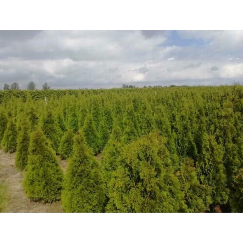Thuja smaragd 150cm