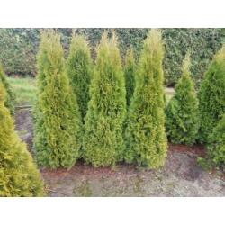 Thuja smaragd 150cm