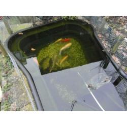 9 Vissen Koi Albino Graskarper Zeelt Goudvis Marmerkarper