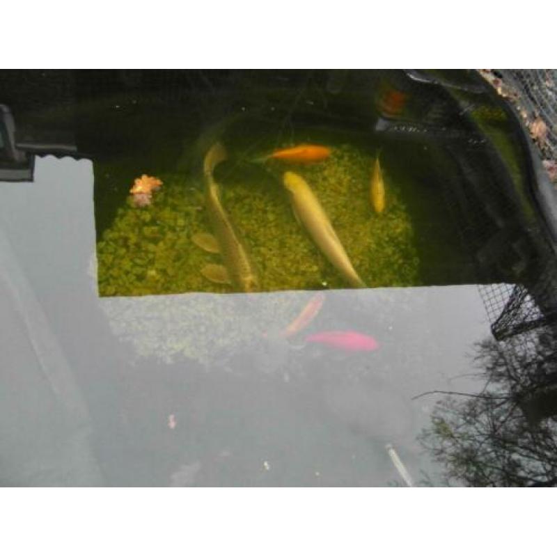 9 Vissen Koi Albino Graskarper Zeelt Goudvis Marmerkarper