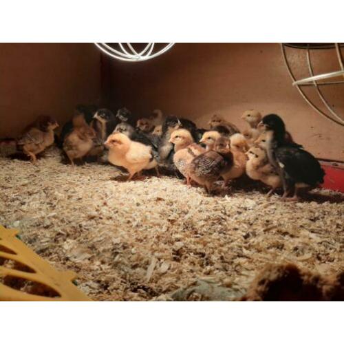 Kuikens Bruine Legkip en Barnevelder