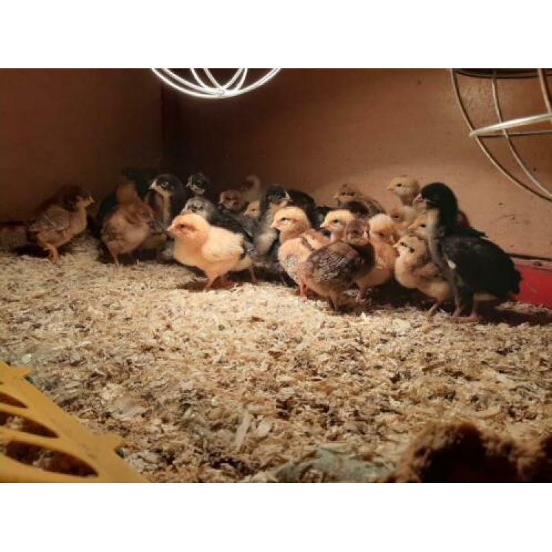 Kuikens Bruine Legkip en Barnevelder