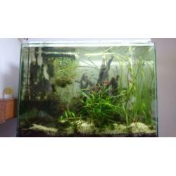 Aquarium Superfish Home 80 evt met vissen