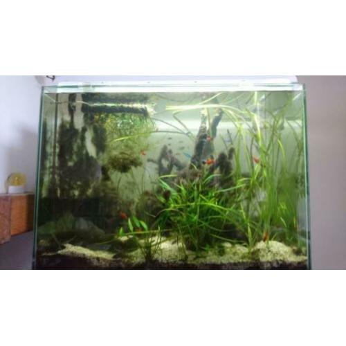 Aquarium Superfish Home 80 evt met vissen