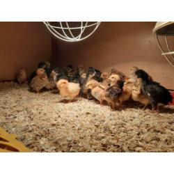 Kuikens Bruine Legkip en Barnevelder