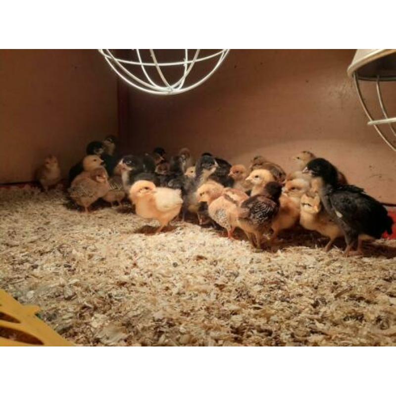 Kuikens Bruine Legkip en Barnevelder