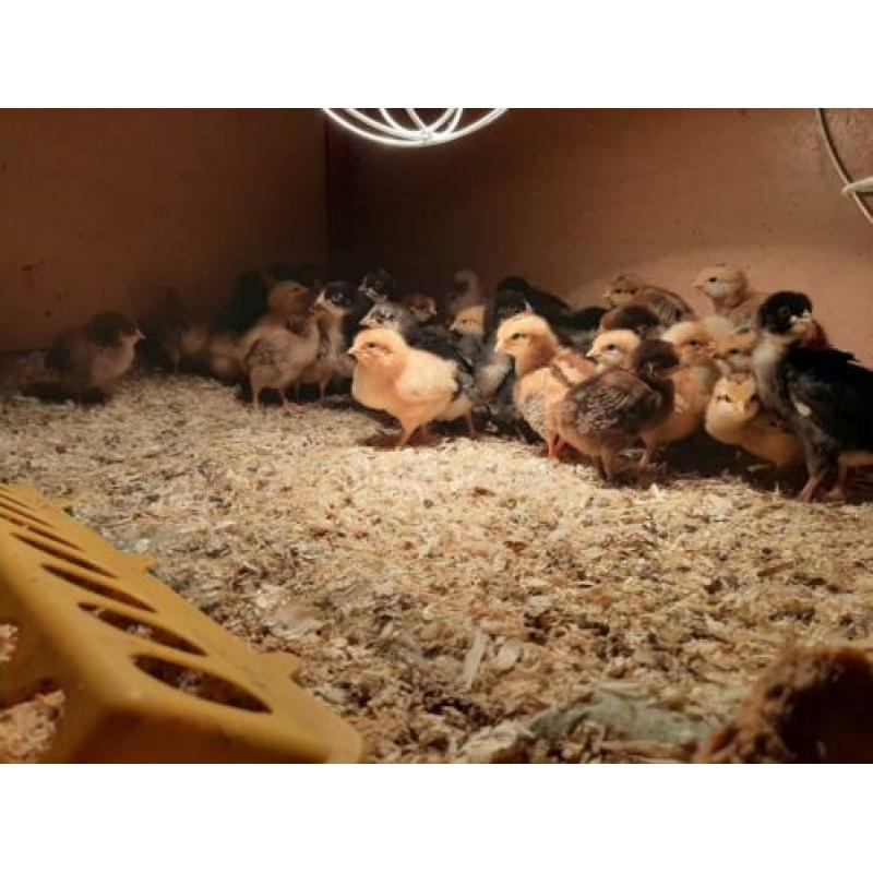 Kuikens Bruine Legkip en Barnevelder