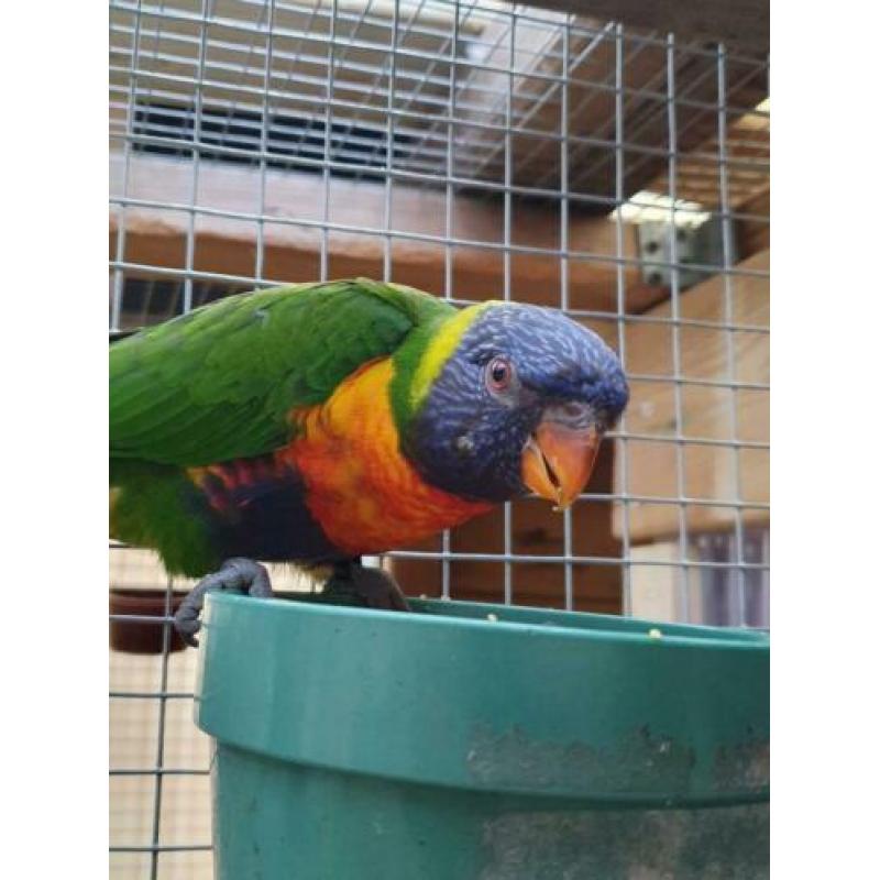 koppel lori van 2019