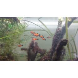 Aquarium Superfish Home 80 evt met vissen