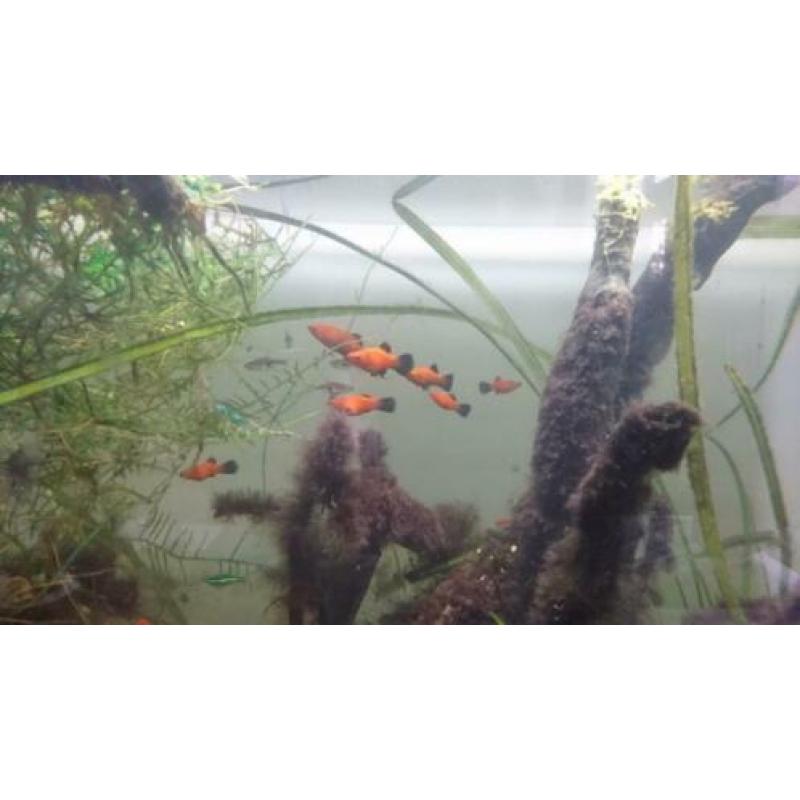 Aquarium Superfish Home 80 evt met vissen