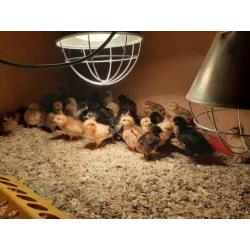 Kuikens Bruine Legkip en Barnevelder