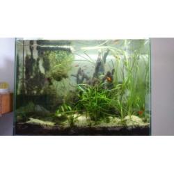 Aquarium Superfish Home 80 evt met vissen