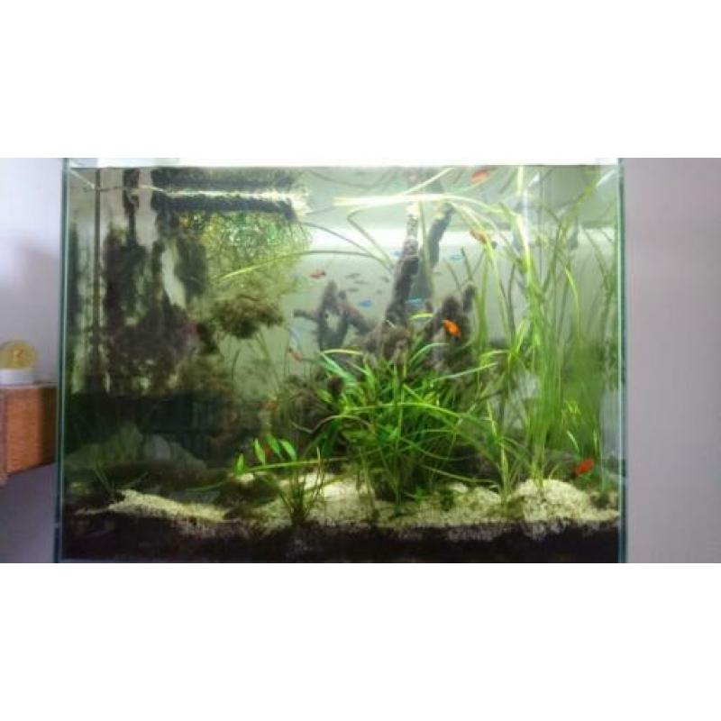 Aquarium Superfish Home 80 evt met vissen
