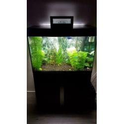 Mooi aquarium met vis en toebehoren.