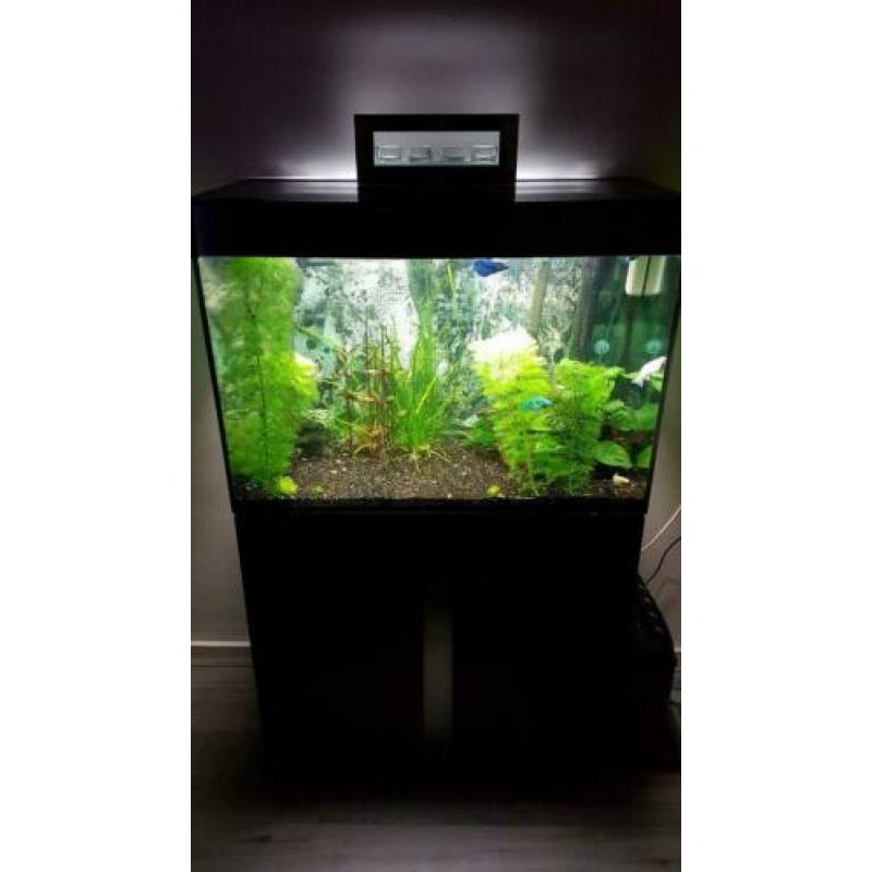Mooi aquarium met vis en toebehoren.