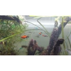 Aquarium Superfish Home 80 evt met vissen