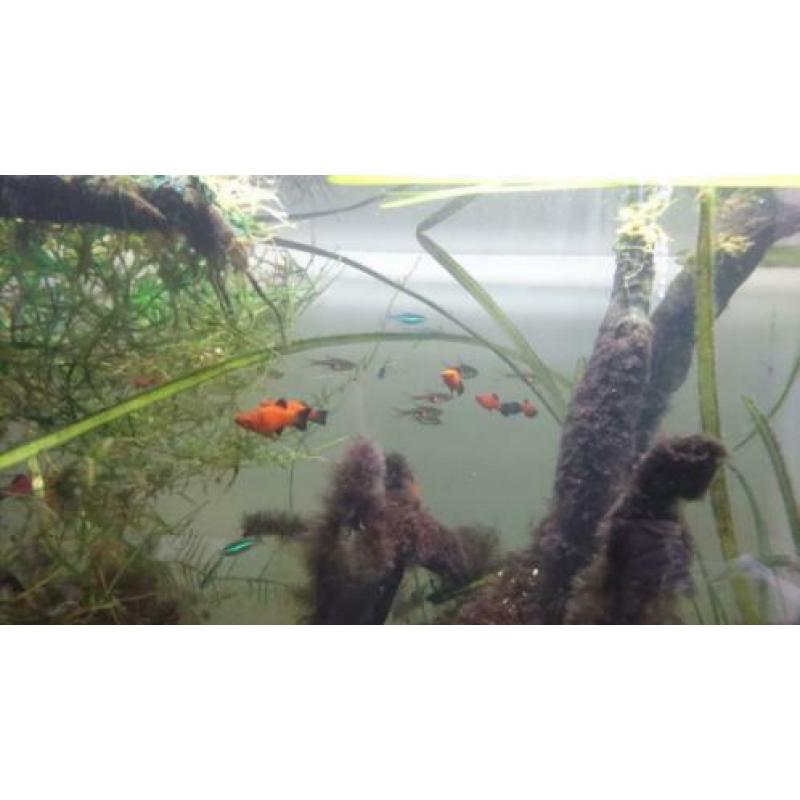 Aquarium Superfish Home 80 evt met vissen