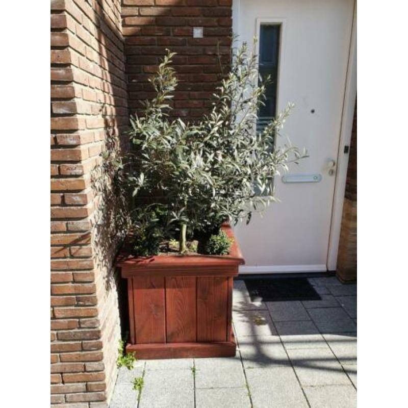 Olijfbomen in een mooie houten bak.