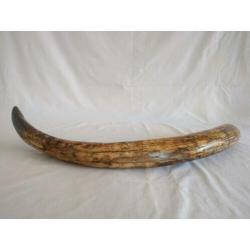 Mammoet slagtand in museumkwaliteit - mammoet tand - fossil