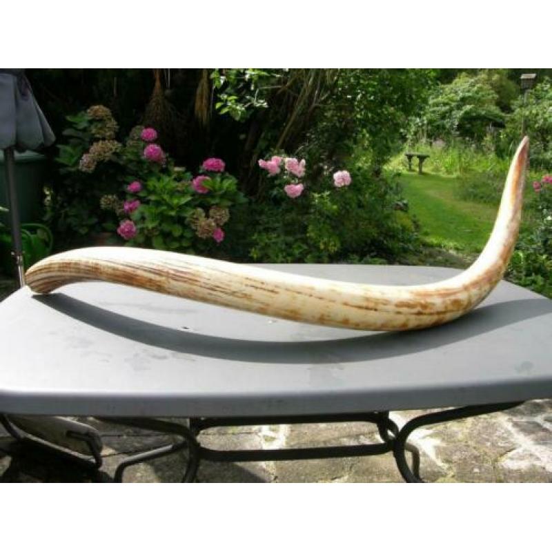 Mammoet slagtand in museumkwaliteit - mammoet tand - fossil