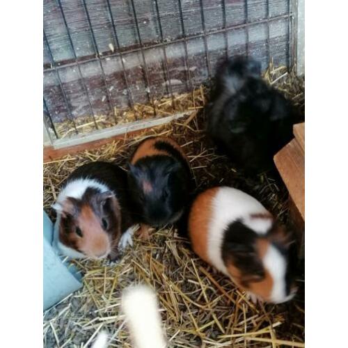 Jonge cavia's