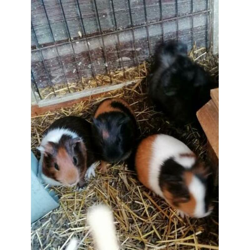 Jonge cavia's
