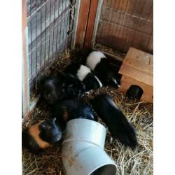 Jonge cavia's