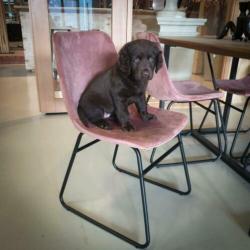 Velours kuipstoelen, Velvet horeca stoelen woood slee. 846