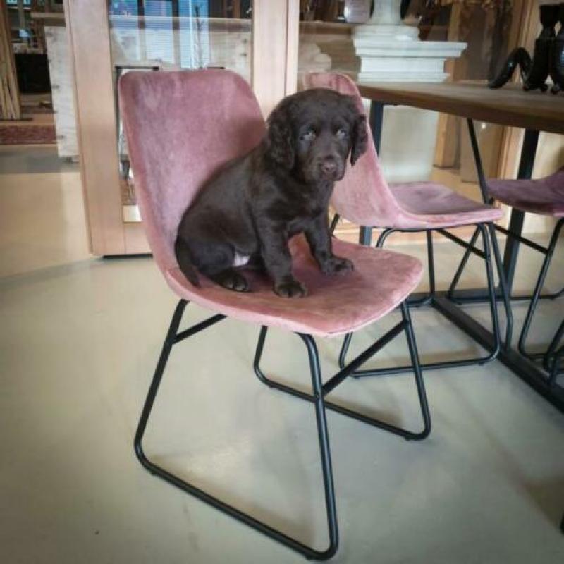 Velours kuipstoelen, Velvet horeca stoelen woood slee. 846